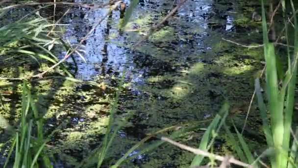Болотная пресная вода с плавающей зеленой уткой и листьями сажи качается над водой — стоковое видео
