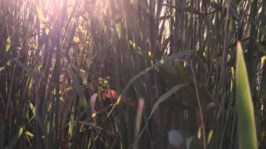 Altın güneş ışığı, nehirde büyüyen ve rüzgarda sallanan pervanelerin arasından parlıyor.