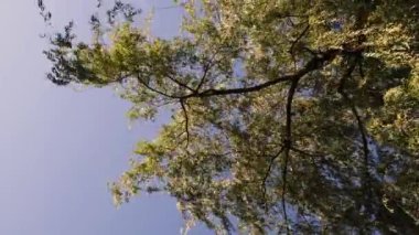 Söğüt ağacı dallarının hemen altındaki doğal zemin sakin rüzgarla sallanıyor.