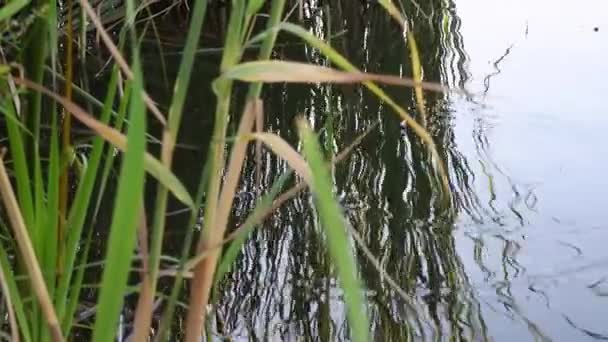 Vass som växer vid floden med cirklar på sjö vattenytan vid bakgrunden — Stockvideo