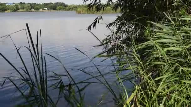 Landschap van de oever van de rivier met riet groeien over geklonken water en zwaaien in de wind — Stockvideo