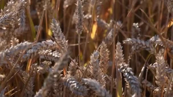 Texture di grano duro con chicchi maturi per semola — Video Stock