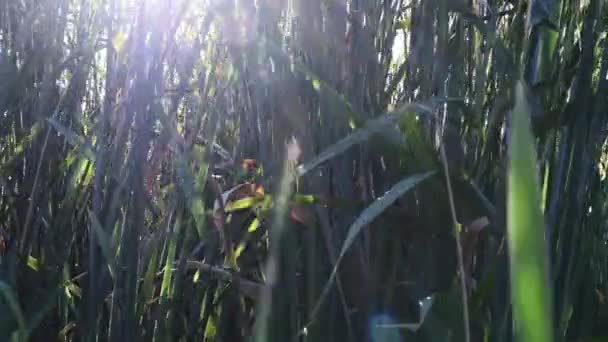 Blinkende Sonnenstrahlen scheinen durch Rohrkolben, die am Fluss wachsen und sich im Wind wiegen — Stockvideo