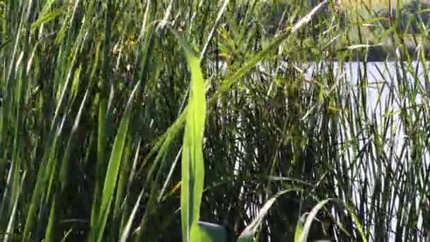 Bujny zielony bulrush rosną nad jeziorem i kołysać się na wietrze — Wideo stockowe
