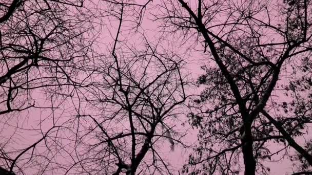 Черные ветки в кровавом розовом небе с летающими птицами в замедленной съемке — стоковое видео