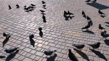 Güvercinlerin hızlı hareketi kaldırımlı kasaba meydanından yiyecek yürür ve gagalar.