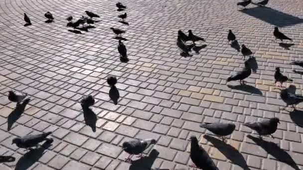 Fast motion of pigeons walk and peck food from ground of paved town square — Stock Video