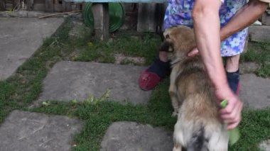 Yavaş çekim yaşlı kadın çiftliğin arka bahçesinde melez köpeği tutuyor ve tarıyor.