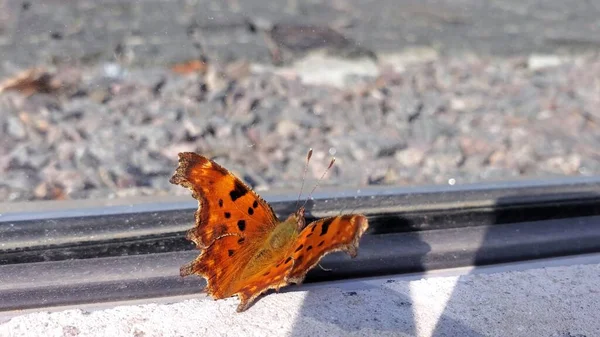 Satyrinae motyl klaszcze pomarańczowe skrzydła z czarnymi kropkami — Zdjęcie stockowe