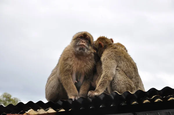 Adult monkey embracing each other to warm in cold weather. Furry Barbary macaque apes sit on rooftop in Gibraltar. Primate animals social behavior