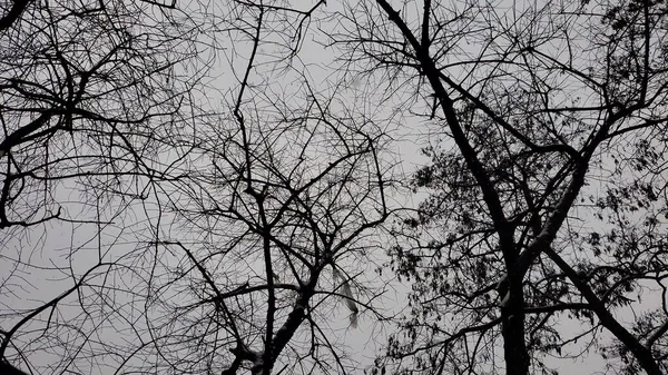 Gespenstisch kahle Zweige am grauen Himmel — Stockfoto