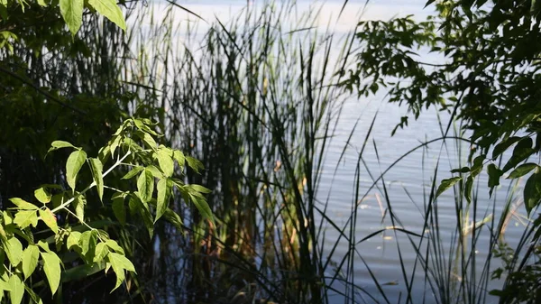 Zweig mit frischen grünen Blättern im hellen Sonnenlicht wächst am Flussufer mit Pflanzen über der gewellten Wasseroberfläche des Sees — Stockfoto