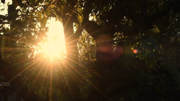 Atardecer de la hora dorada en jardín. Rayos de sol borrosas brillan a través del follaje de los árboles — Foto de Stock