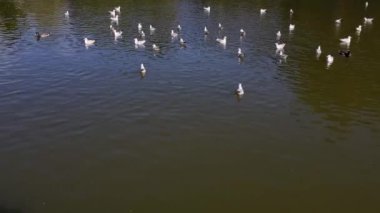 Martılar güneşli bir günde yeşil gölette sakince yüzerler.