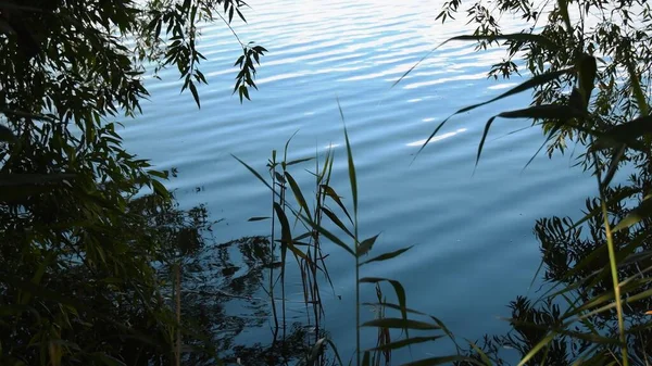 Grüne Pflanzen und Bäume wachsen in der Nähe der gewellten Wasseroberfläche des Sees — Stockfoto