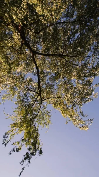 Natureza fundo diretamente abaixo salgueiro ramos árvore tremendo pelo vento — Fotografia de Stock