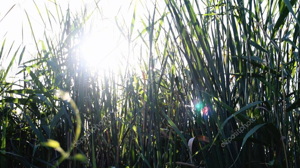 Tangled lush reeds of overgrown lakeshore. Natural background with defocused elegant curly stem on foreground and blur sun glares