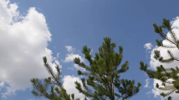 Гілки хвойного дерева на фоні блакитного неба з білими хмарами — стокове фото