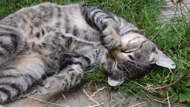 Gros plan de jeune chat tabby avec patte mignonne au nez dort dans l'herbe — Video
