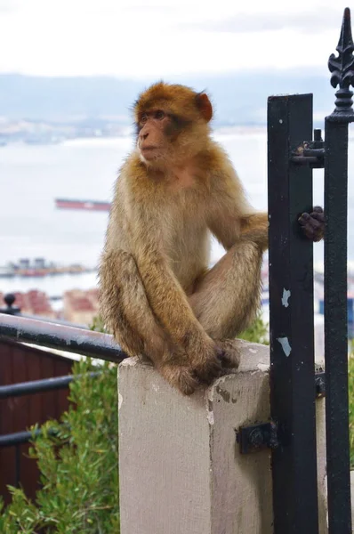 Gibraltar Barbar Maymun çimento çitin üzerinde oturuyor ve metal süslü kapıda el ele tutuşuyor. — Stok fotoğraf