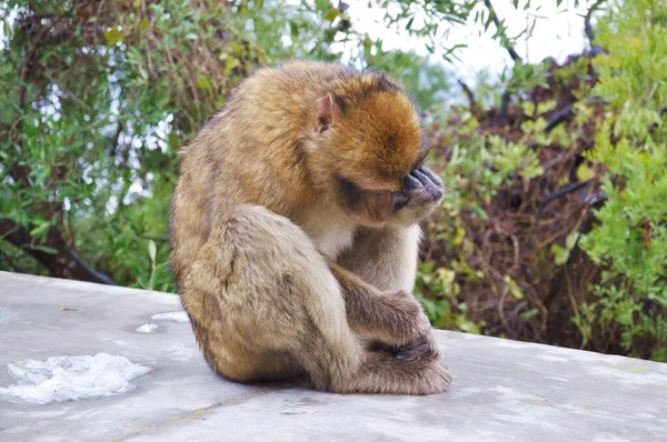 Gibraltar Barbary macaque opice sedí na mokrém betonovém plotu a drží si hlavu opičí rukou — Stock fotografie