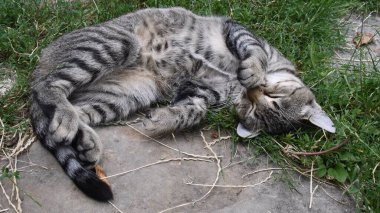 Küçük tekir kedisi burnunda sevimli pençesiyle kıvrılıp uyuyor.