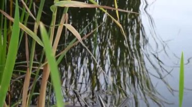 Arka planda su yüzeyi olan nehir bataklıklarında yetişen sazlıklar.