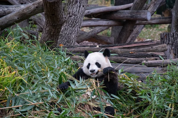 Cute panda biting and chewing fresh bamboo branches in forest