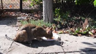 Tekir kedi yerdeki beyaz plastik tabaklardan yemek yer.
