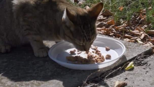 Nahaufnahme Tabby-Katze frisst Futter von weißem Plastikteller auf dem Boden — Stockvideo