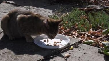 Tekir kedi beyaz plastik tabaktan yemek yer ve kaçar.