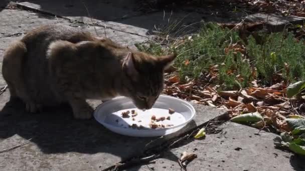 Табби-кот ест еду из белой пластиковой тарелки, а потом убегает. — стоковое видео