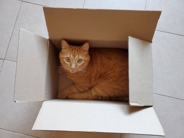 Tekir kırmızı kedi yerde teslimat kutusunda saklanıyor.