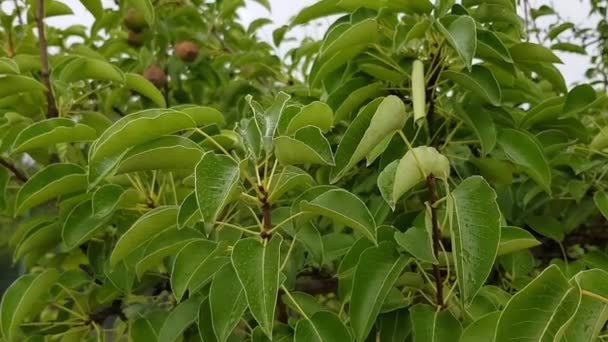 Våta gröna päron träd löv svajande i vinden under regndroppar — Stockvideo