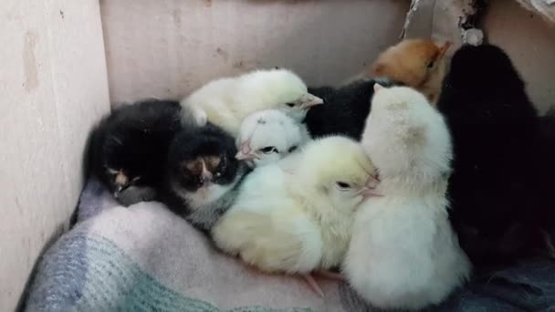 Klädda bebisbrudar i en låda. Söta fluffiga gula och svarta nyfödda fåglar — Stockvideo