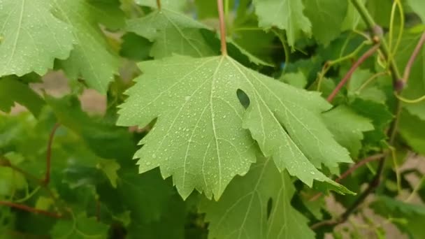 Nasse grüne Traubenblätter wiegen sich im Wind. Regenwetter am Weinberg — Stockvideo