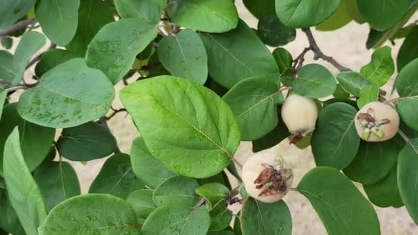 Nat onrijp appelkweepeer fruit hangend tussen boombladeren zwaaiend in de wind onder regendruppels — Stockvideo