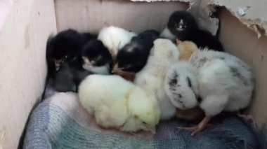 Yumurtadan çıkan civcivler kutuda toplanıyor. Şirin tüylü sarı ve siyah yeni doğmuş kuşlar.