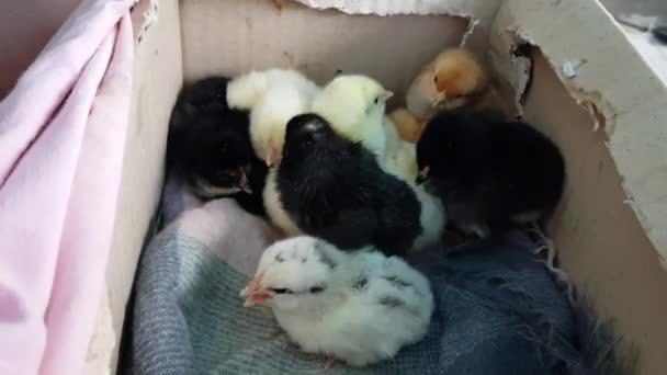 Pollitos nacidos se agolpan y saltan en caja. Lindas aves recién nacidas mullidas amarillas y negras — Vídeo de stock