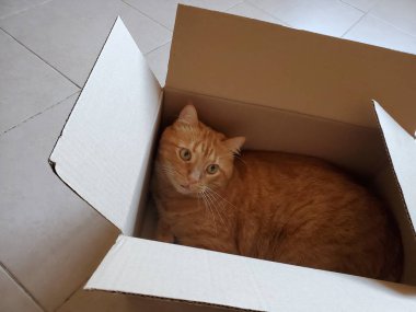 Kırmızı kedinin kızıl gözleri yerde posta kutusunda saklanıyor.