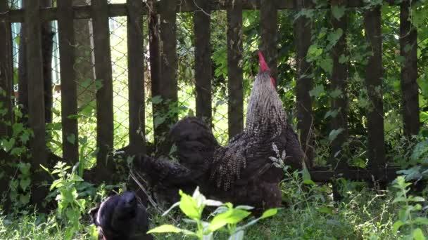 Gallo negro y gallinas caminan y pastan entre hierba verde — Vídeos de Stock