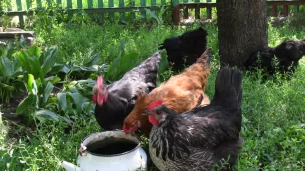Три курицы пьют воду из старого чайника среди зеленой травы, другие куриные пастбища — стоковое видео