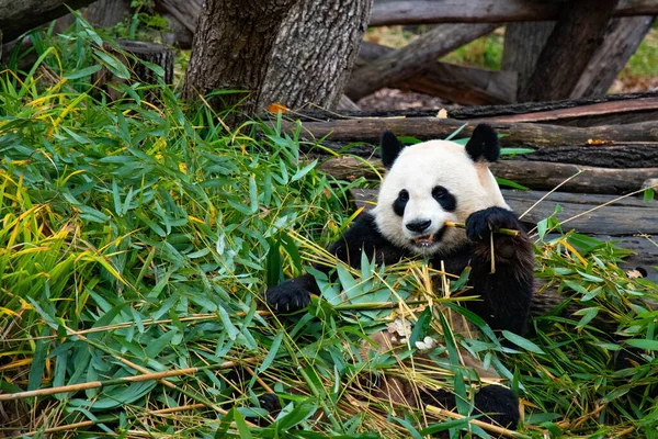 Cute panda biting and chewing bamboo branches
