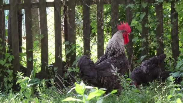 Gallo negro y gallina de plumas manchadas negras caminan y pastan entre hierba verde — Vídeos de Stock