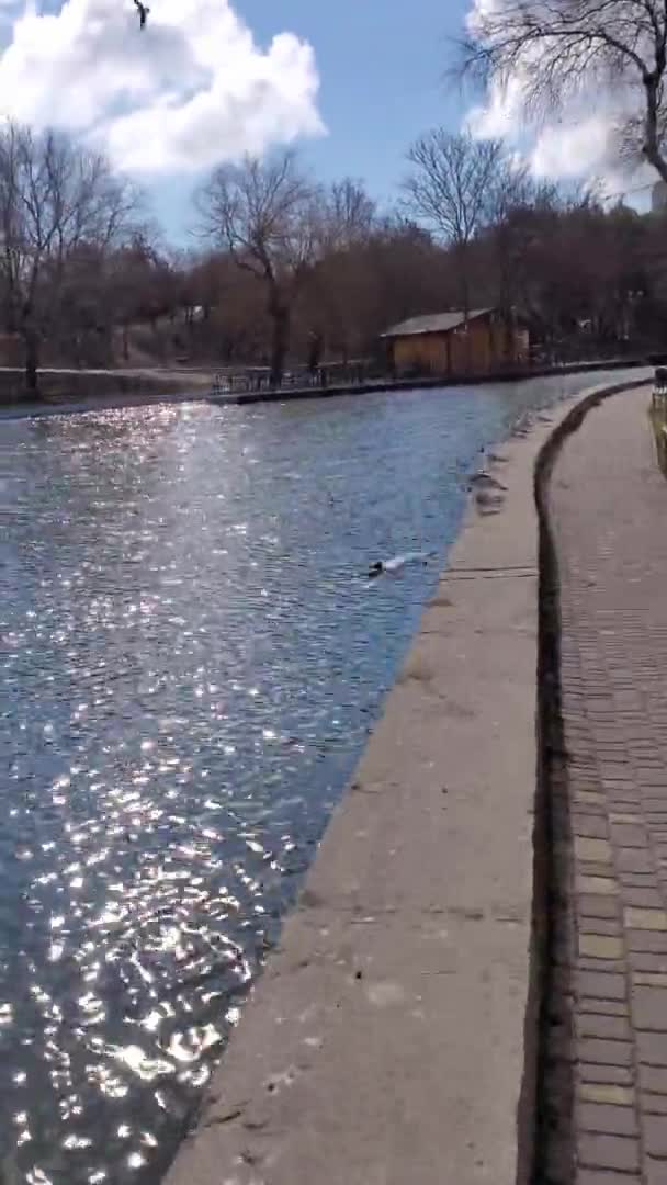 White seagulls start to fly from weathered cement curb by pond water in park — Stock Video