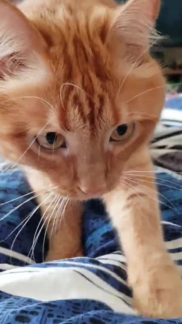 Czerwony pręgowany kot mruczy i masuje koc po łapie — Wideo stockowe