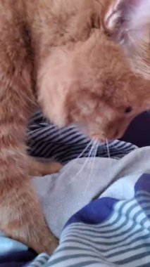 Kırmızı tekir kedi mırıldanır ve pençelerle masaj yapar.