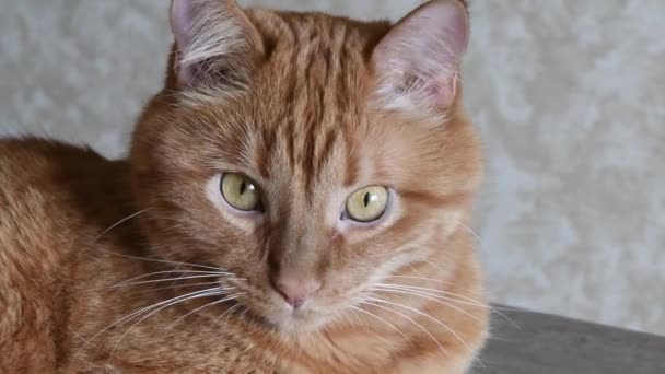 Porträt einer rot gestromten Katze, die neugierig posiert und in die Kamera blickt — Stockvideo