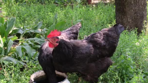 農場の裏庭の緑豊かな緑の草の間に2つの大きな黒い鶏が水を飲む — ストック動画