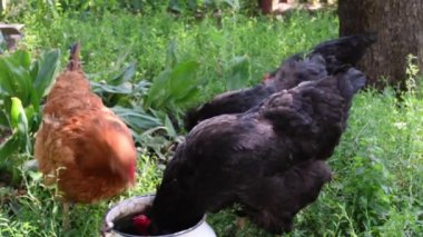 Tavuklar yeşil çimlerin arasında su içer, diğer tavuklar otlar